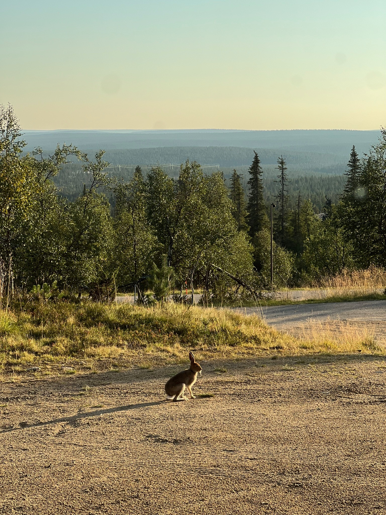 Tunturivarikko Saariselällä